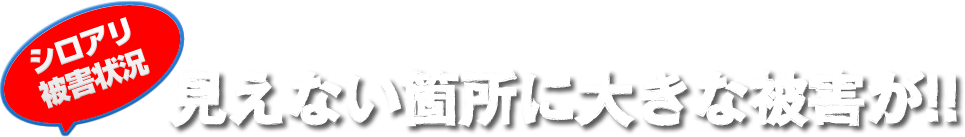 シロアリ被害状況 見えない箇所に大きな被害が!!